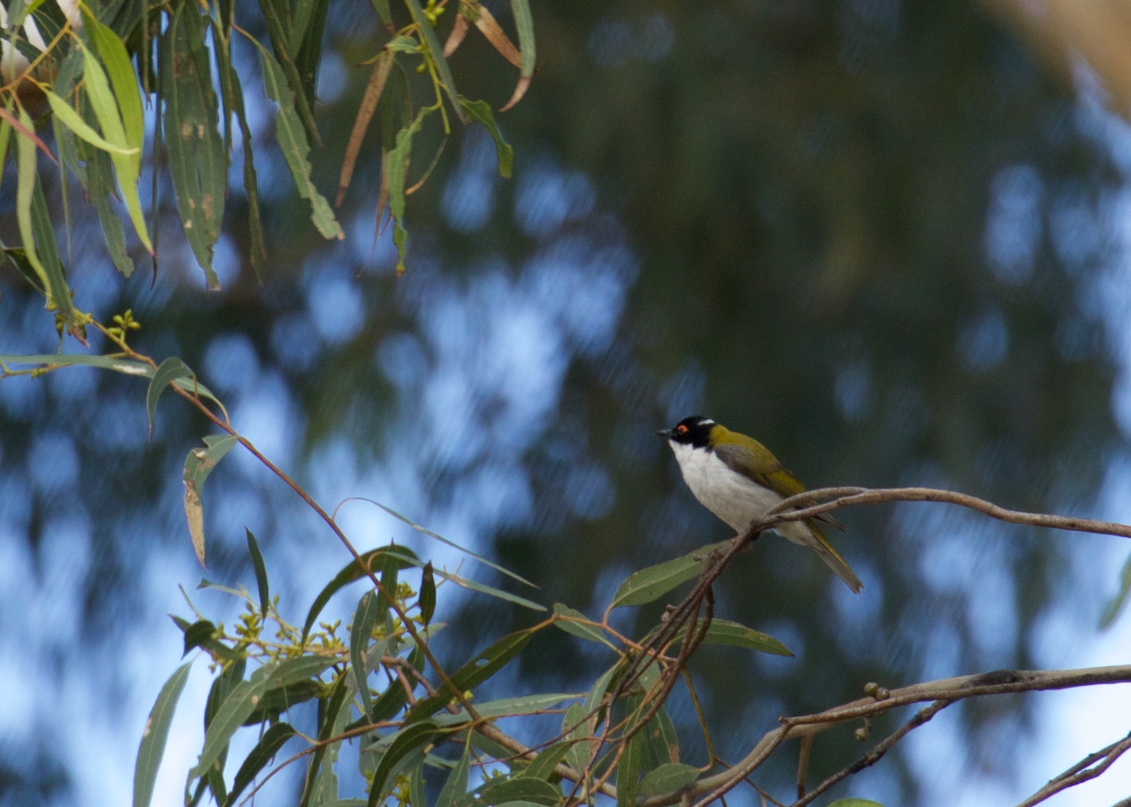 White-naped Honeyeater illustration