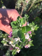 Podalyria myrtillifolia