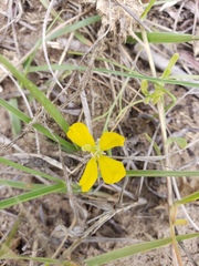 Oenothera serrulata