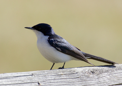 Restless Flycatcher photo 2