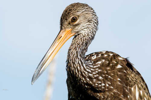 Limpkin, photo 3 of 10