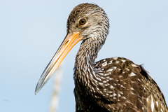Limpkin photo 4