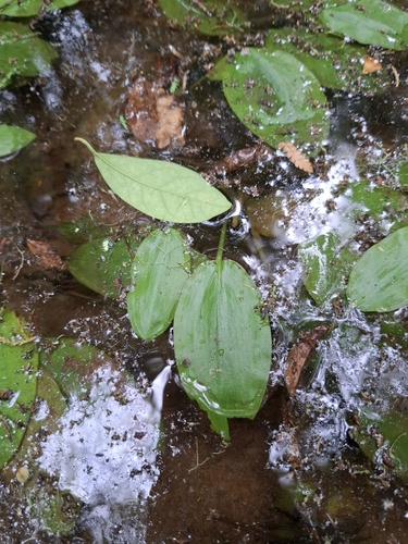 Potamogeton suboblongus observed 2024-12-18