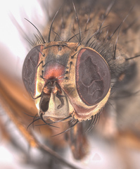 Eutrichota nigrifemur