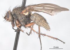 Eutrichota nigrifemur