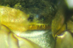 Eutrichota nigrifemur