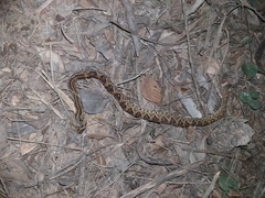 Crotalus tzabcan