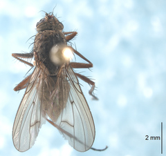 Eutrichota nigrifemur