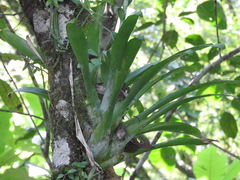 Tillandsia heterophylla