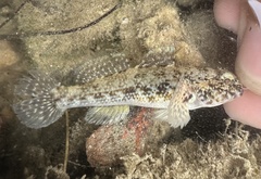 Meggitt's Goby photo 2