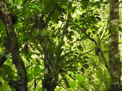 Tillandsia heterophylla
