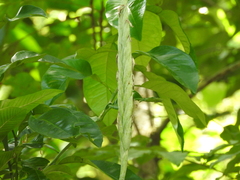 Tillandsia heterophylla