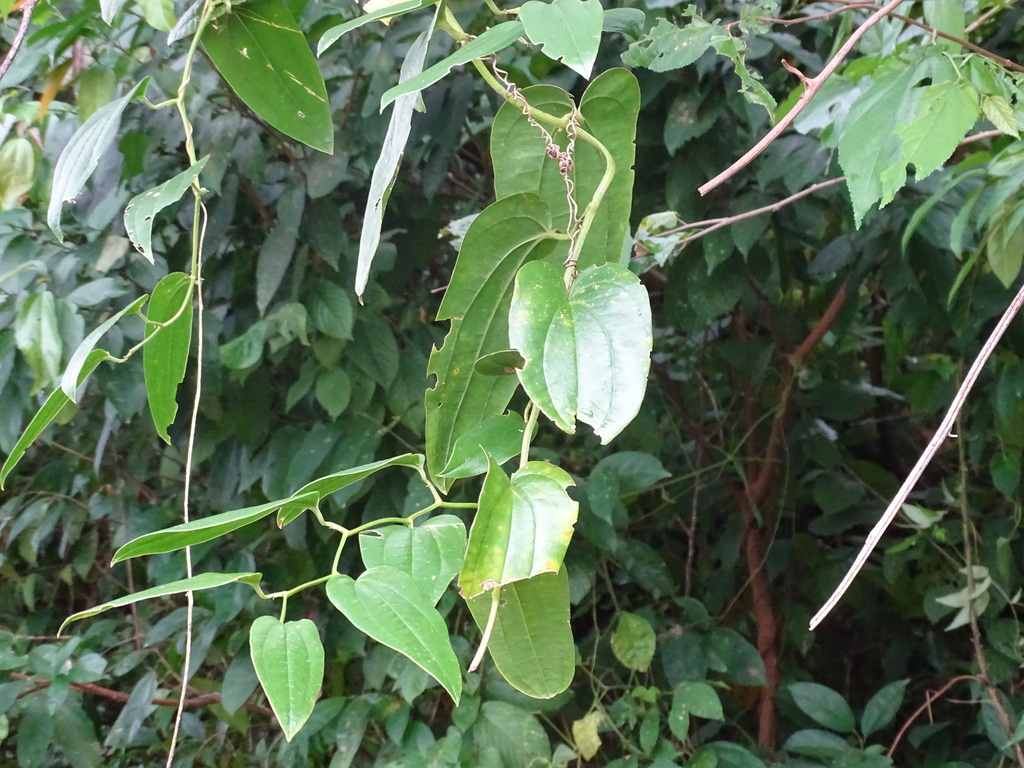 Smilax domingensis; photograph (c) Alexis López Hernández, some rights reserved (CC BY)