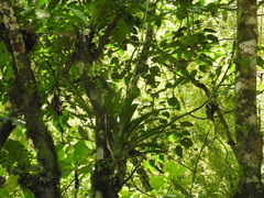 Tillandsia heterophylla