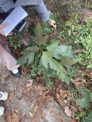 Sassafras tzumu, photograph (c) 黄彦豪, some rights reserved (CC BY)