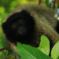 Callicebus personatus
