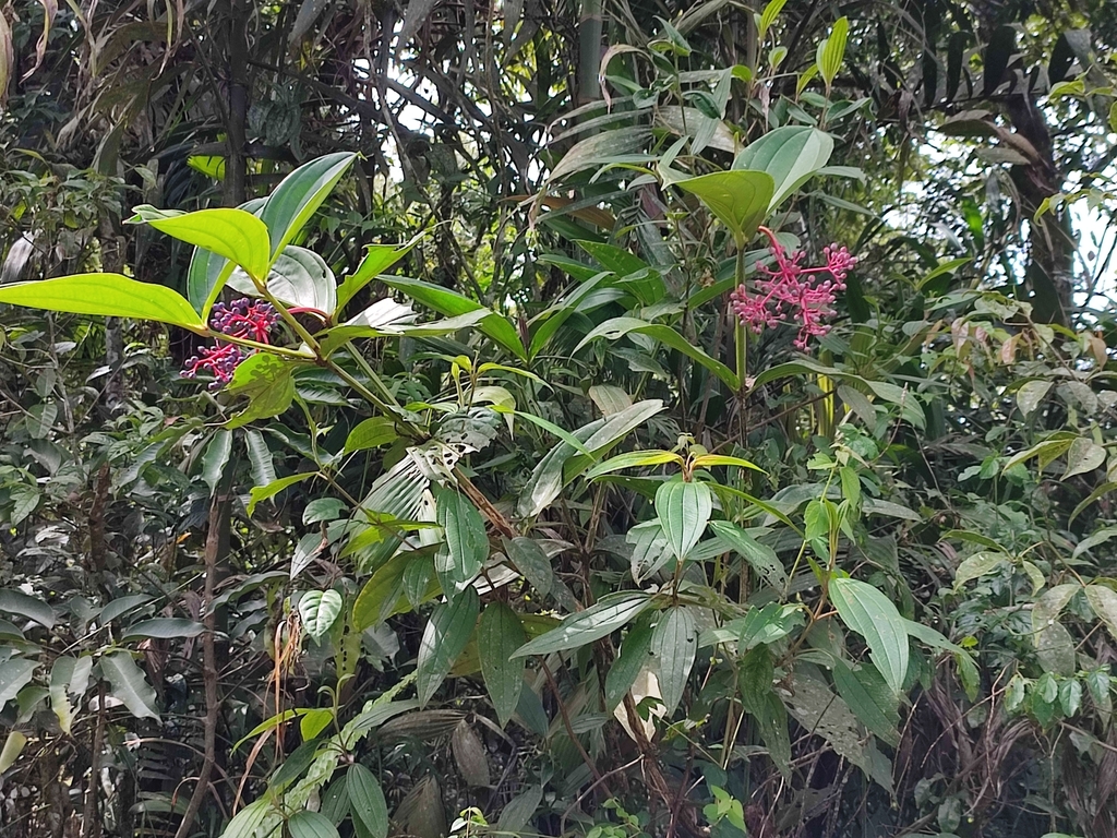 Medinilla banahaensis