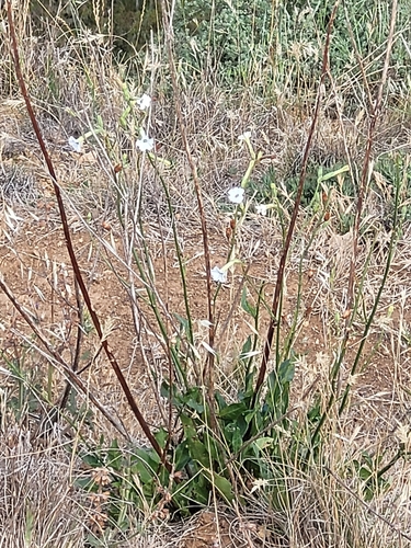 Image of Nicotiana suaveolens by (c) Eamonn Culhane, some rights reserved (CC BY)