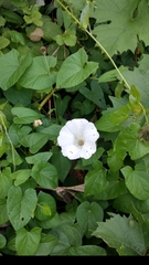 Calystegia silvatica