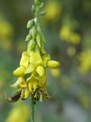 Cytisus nigricans