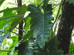 Thaumatophyllum undulatum