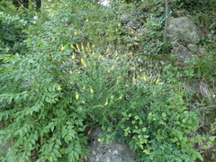 Cytisus nigricans
