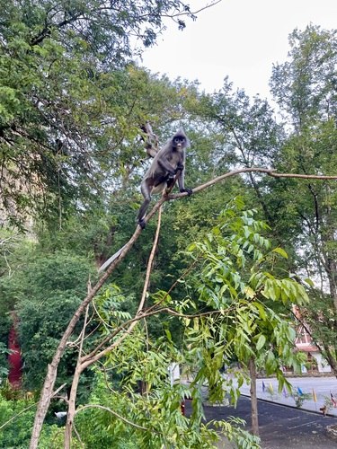 Indochinese Gray Langur