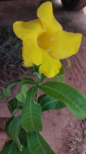 Allamanda nobilis