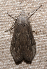 Aphomia terrenella