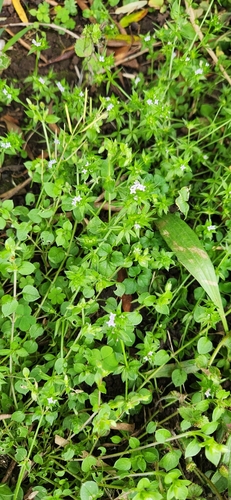 Galium, 2024-12-17
