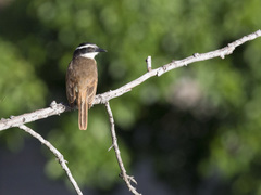 Pitangus sulphuratus