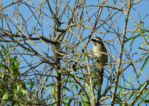 Many-colored Chaco Finch (Saltatricula multicolor), photo 7