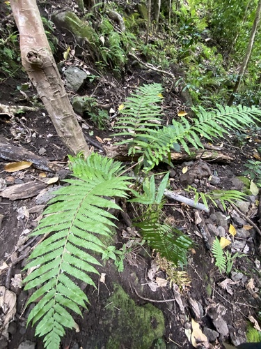 Reholttumia hudsoniana observed 2024-12-17
