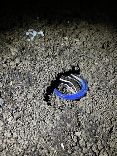 iNaturalist observation photo of Western Skink