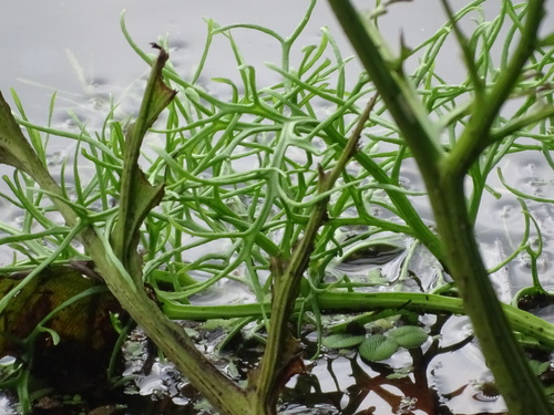 Image of Ceratopteris pteridoides by (c) Alexis López Hernández, some rights reserved (CC BY)