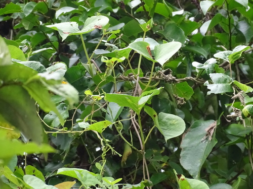 Image of Ipomoea tiliacea by (c) Alexis López Hernández, some rights reserved (CC BY)