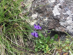 Phyteuma globulariifolium