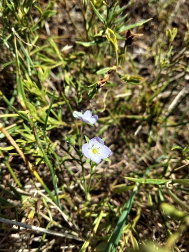 Image of Veronica gracilis by (c) plantlookymagee, some rights reserved (CC BY)