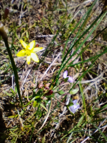 Image of Veronica gracilis by (c) plantlookymagee, some rights reserved (CC BY)