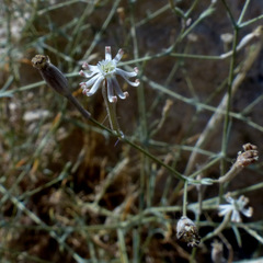 Silene linearis