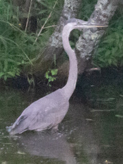 Ardea herodias herodias