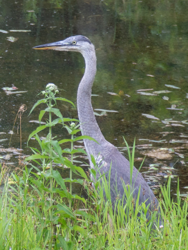Northeastern Great Blue Heron photographed in Vermont