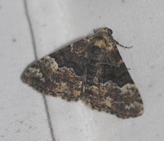 Aporoctena scierodes