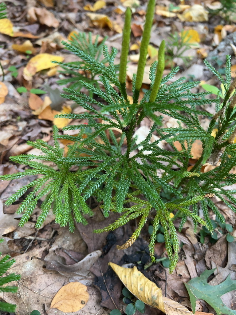 Hickey's tree-clubmoss