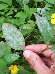 Podosphaera balsaminae