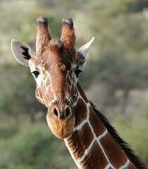 Reticulated Giraffe photo 3