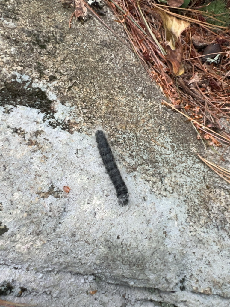 Walnut Caterpillar Moth