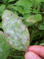 Podosphaera balsaminae