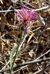 Centaurea eryngioides