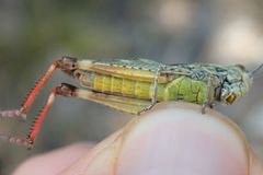 Chorthippus binotatus binotatus